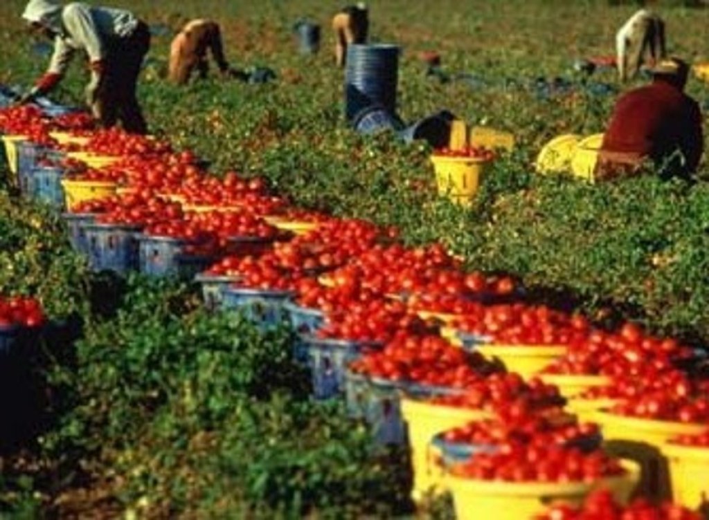 إيطاليا تستعد لاستقدام 200 عامل زراعي من المغرب